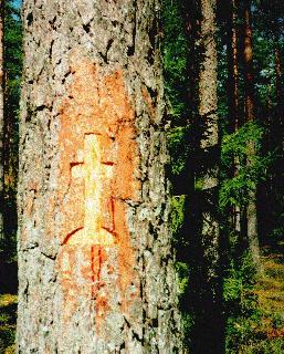 Cross on the tree